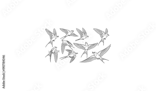 Swallows and martins vector sketches series of passerine birds