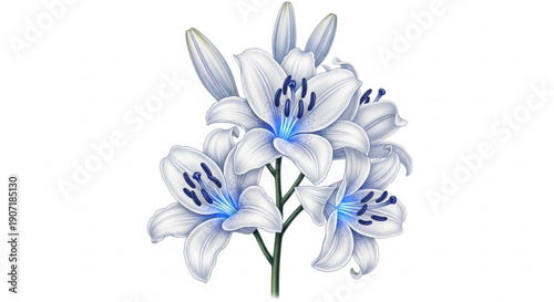 Beautiful white lilies with blue stamens in full bloom