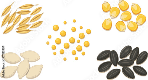 Agricultural grain and seed set with rice husks corn kernels sunflower seeds and pumpkin seeds,