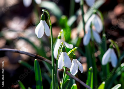 spring snowdrop flowers