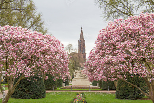 Spring magnolias at Place de la République with cathedral in background, Strasbourg Alsace France 
