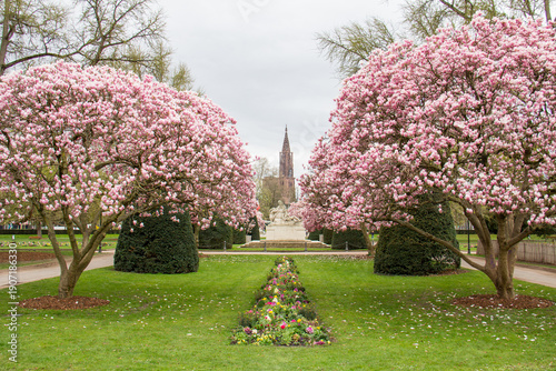 Spring magnolias at Place de la République with cathedral in background, Strasbourg Alsace France 