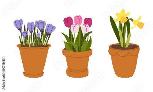 Set of various spring flowers in pots. Tulips, crocuses, and daffodils in pots.