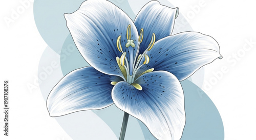 Stunning blue lily flower with white petals and yellow stamens