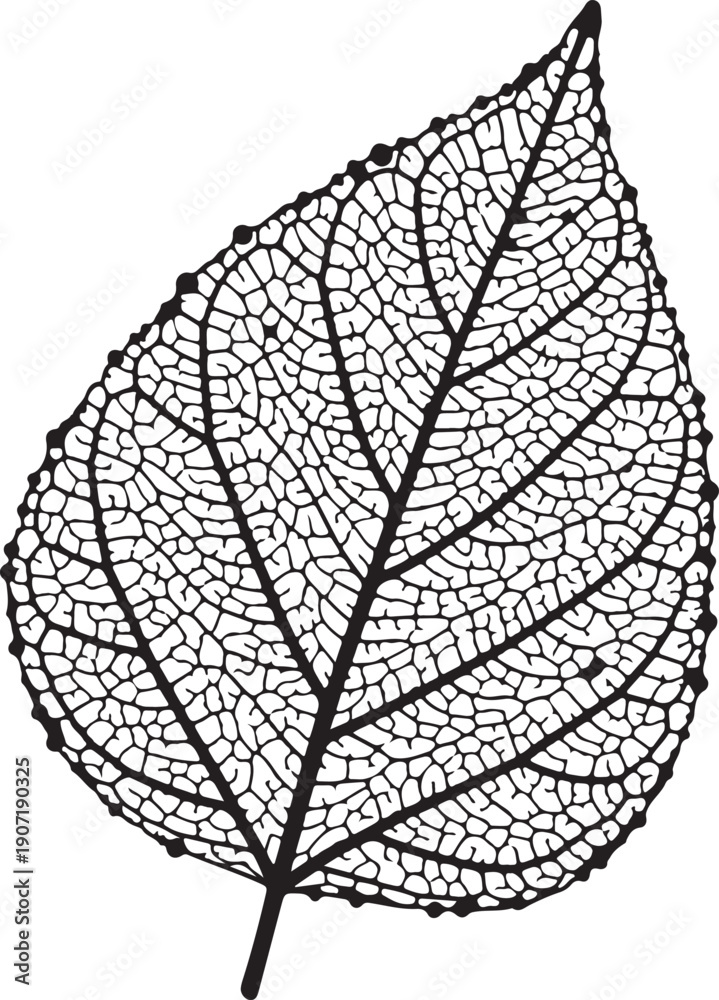 Obraz premium Black and white leaf illustration isolated on transparent background