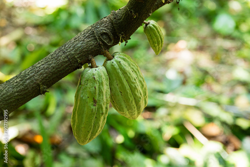 undeveloped green cacao pods growing on a tree branch