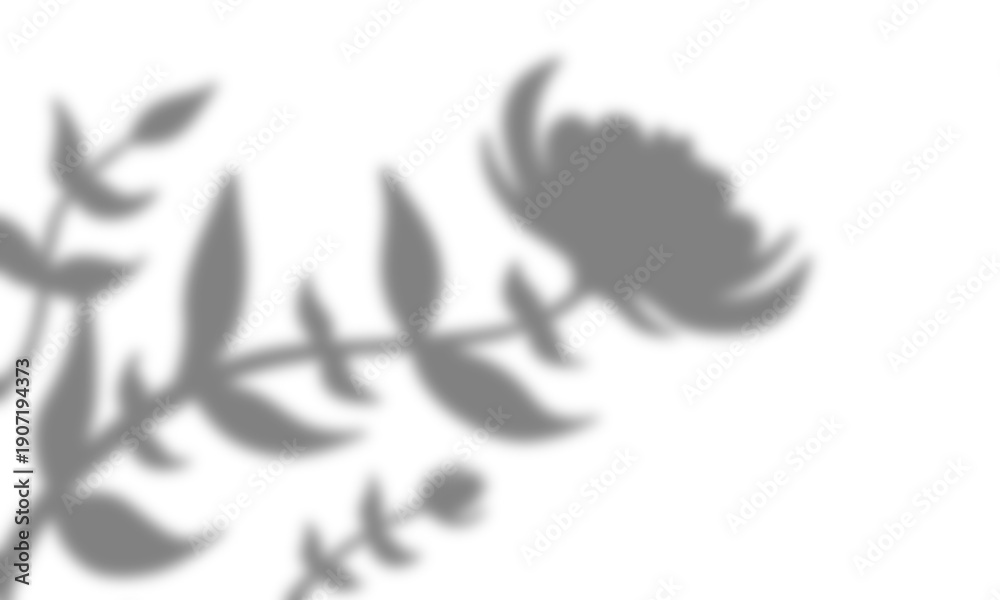 Obraz premium Soft Blurred Flower and Leaf Shadow Overlay on White Background