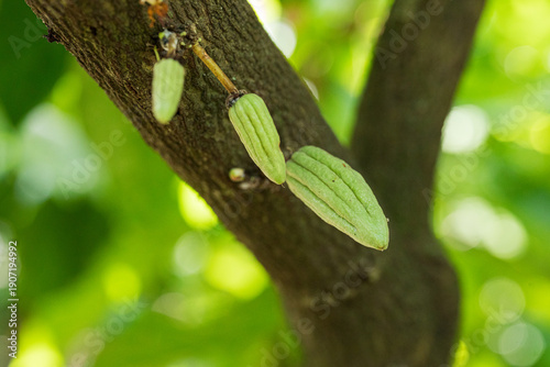 Multiple undeveloped cacao Pods on a Tree Branch