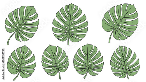 Collection of eight green monstera deliciosa leaf illustrations with their characteristic holes and split patterns for tropical decor.