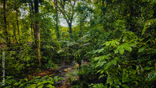 Lush tropical rainforest with stream and dense green foliage