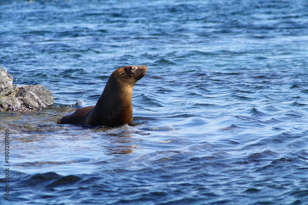 Fototapeta premium sea lion in baja california, Mexico