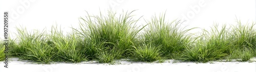 A cluster of bright green blades of grass, against a white background