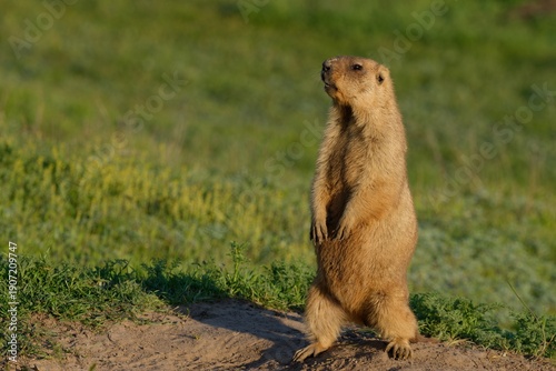 A steppe marmot stands against a green meadow, surveying its surroundings and being vigilant in spring.