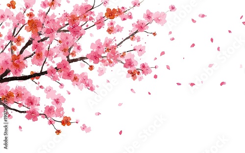 Watercolor illustration of cherry blossoms on a branch with falling pink petals on white