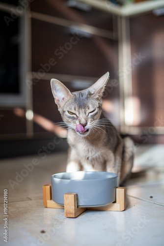 Quadro em tela Abyssinian blue cat sits by ceramic bowl in elevated wooden stand, licking its tongue with playful, satisfied expression