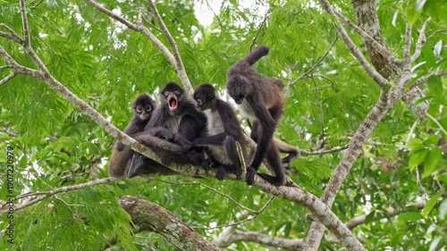 group of funny Geoffroy's spider monkey (Ateles geoffroyi vellerosus) in Yaxha Mayan Ruins, Peten, Guatelmala, Central America