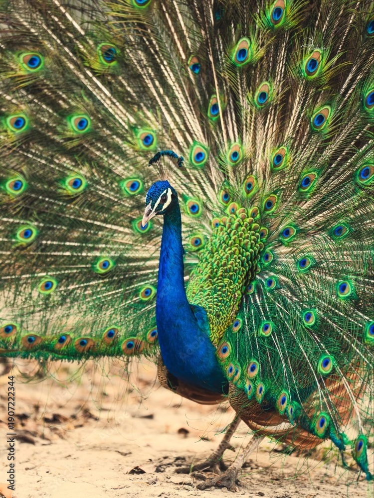 Obraz premium peacock with feathers out