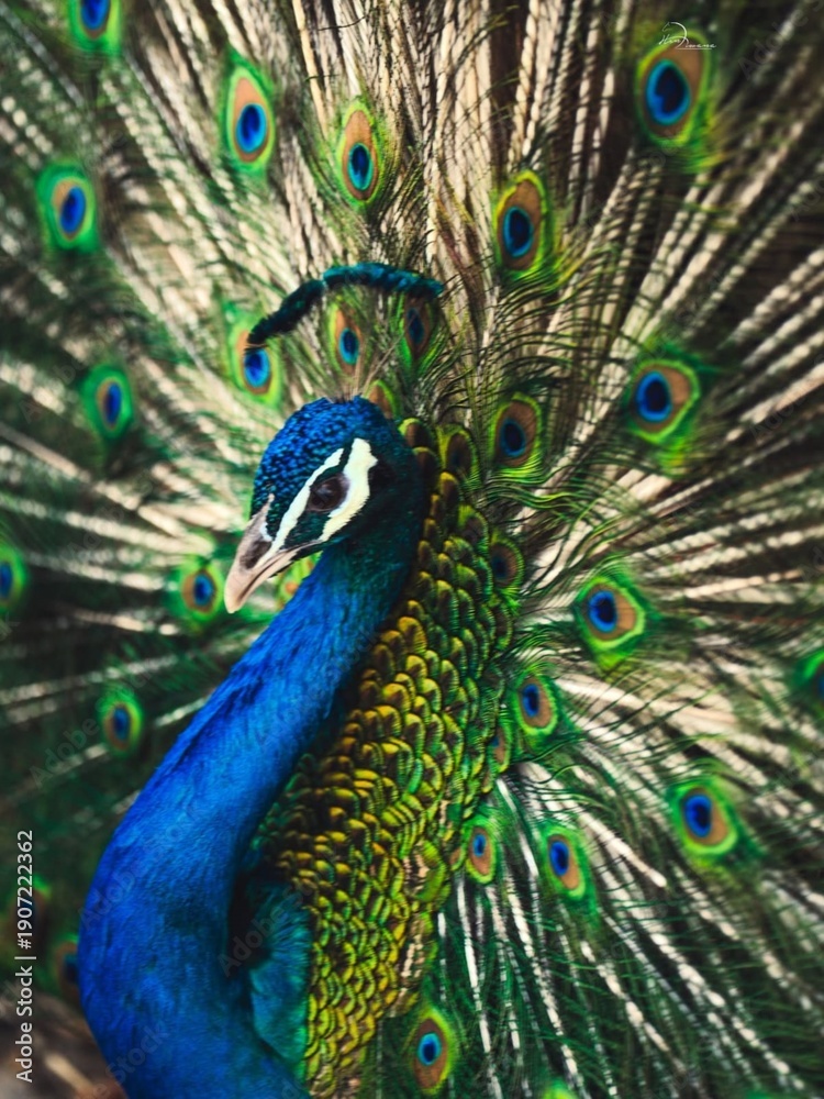 Obraz premium peacock with feathers