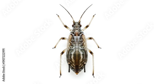 Close-up top view of an insect on a white background, showcasing its intricate details and segmented body