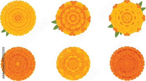 Marigold Flower Collection Set in Different Bloom Variations Flat Vector Illustration Isolated on White Background