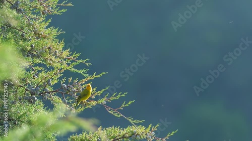 Adult Male Saffron Finch Perched on Pine Tree Tip Then Flying Away – Sicalis flaveola