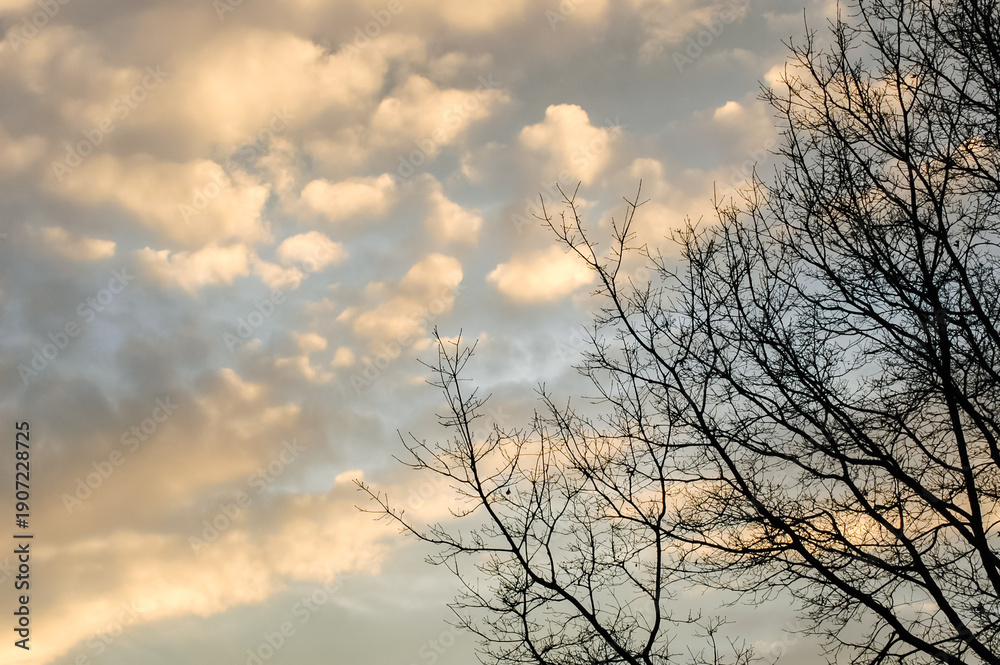 Obraz premium Backlit tree branches silhouetted against an afternoon blue sky with puffy white clouds