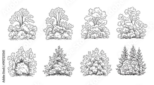 "Collection of eight black and white tree illustrations featuring broadleaf and coniferous species, showcasing diverse canopy shapes, foliage density, and structural variations for botanical and creat