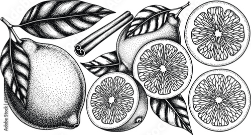 Black and white citrus fruit vector illustration, hand drawn lemons and oranges with leaves, cinnamon stick spice, decorative botanical element