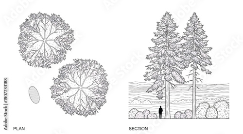 "Architectural plan and section drawings of trees showing top-down foliage patterns and side elevation with trunks, rocks, person for scale, and background landscape, educational resource for design v