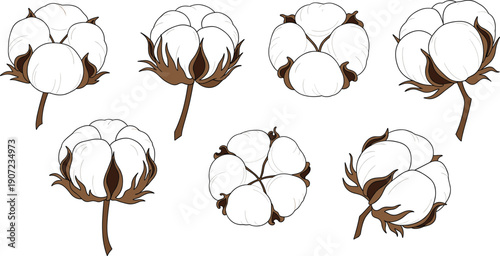 Set of realistic hand drawn cotton boll illustrations featuring soft white fibers and dried husks for organic textile branding, sustainable fashion, and agricultural natural product design.