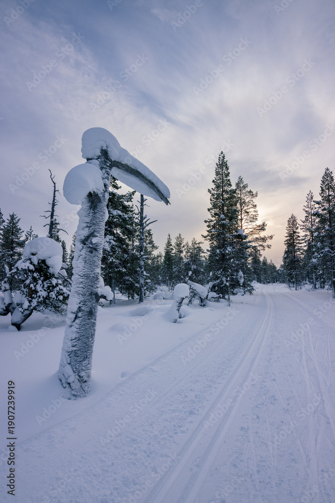 Fototapeta premium Cross-country skier gliding through the pristine snowy trails of Urho Kekkonen National Park during golden hour, Finnish Lapland