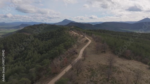 Pine forest. Tangorri Peak, Pamplona Region, Navarre.