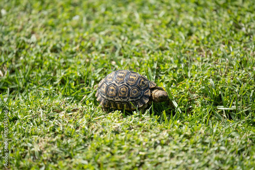 Leopard tortoise, (Stigmochelys pardalis) on blurred green grass walking from left to right. South Africa