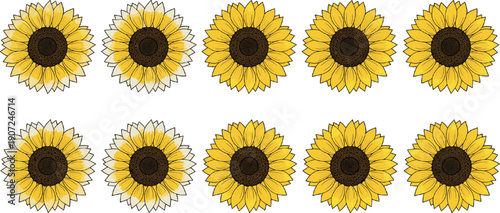 Set of yellow sunflower blossom heads isolated on white background for summer floral design and wedding invitation decoration.