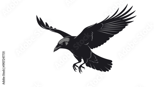 Majestic black crow or raven captured in mid-flight with wide wingspan against a stark white background, symbolic of nature.