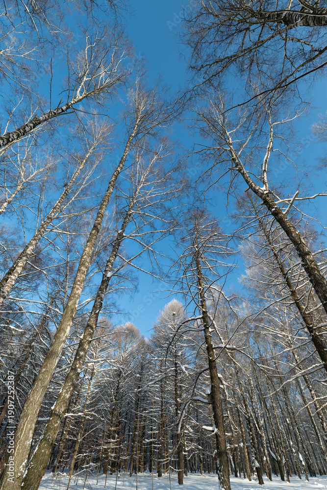 Fototapeta premium Winter woodland scene, Serene winter landscape with snowy birch and sunlight filtering through, Calm snowy forest with slender birch and sunlight streaming through high canopy