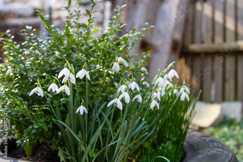 Snowdrops blooming in spring garden near green bush and wooden fence. Early spring flowers in natural backyard setting.