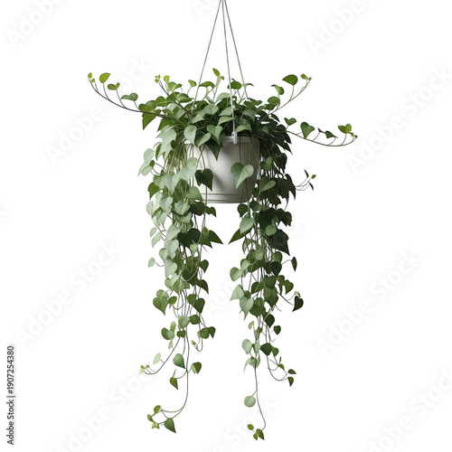 Hanging plant with long trailing vines and heart shaped leaves in white pot indoors transparent background