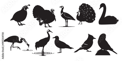 Collection of bird silhouettes featuring various species