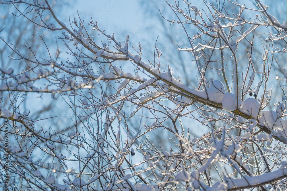 Obraz premium Frosty winter imagery, Glowing snow beneath icy branches, Bright winter landscape with shimmering icy trees, Clear winter sky illuminates frosted branches and sparkling snow