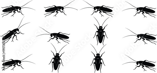 Cockroach insect silhouettes illustration with side and top views, segmented body, black and white artwork, entomology, pest, creepy design concept