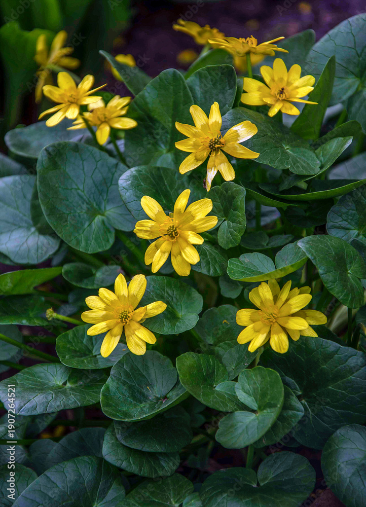 custom made wallpaper toronto digitalYellow flowers blooming in the garden. Kyiv, Ukraine