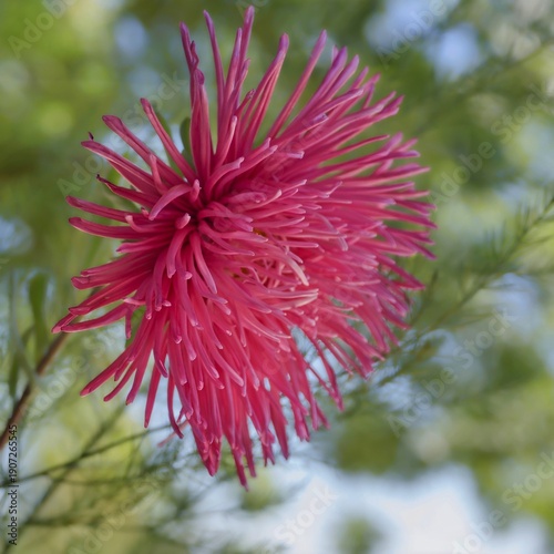 Daisy-like, full aster flower with many deep pink shaggy petals
