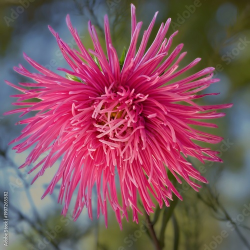 Daisy-like, full aster flower with many deep pink petals and yellow disc florets, almost covered with shaggy petals.