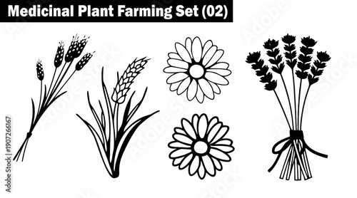 Medicinal plant farming set 02 with detailed black line art illustrations of lavender wheat and chamomile flowers on transparent background for botanical branding and packaging vector illustration.