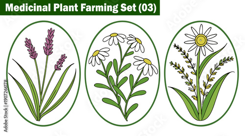 Colored illustrations of medicinal plants in green oval frames featuring lavender and daisies for educational materials and herbal products label design on transparent background vector illustration.