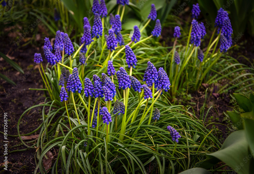 custom made wallpaper toronto digitalBlooming muscari near a house in Kyiv.