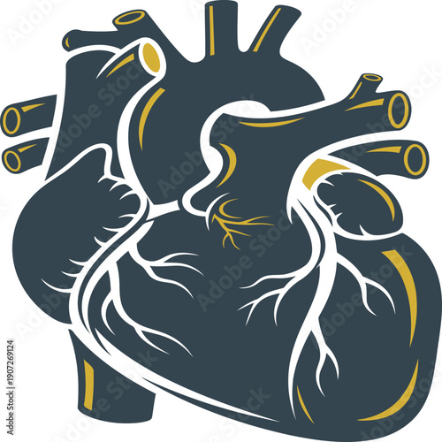 Anatomical illustration of the human heart with highlighted major blood vessels and valves Vector