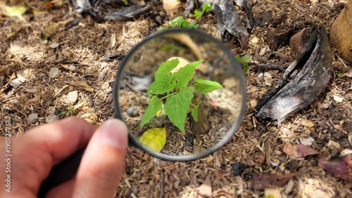Konstfotografi Close-up of a small green seedling being examined with a magnifying glass on the
