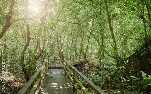 Fényképezés Path in virgin rainforest in Borneo, Sabah, Malaysia.
